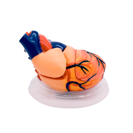 Модель «Сердце человека» (демонстрационная)